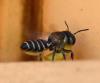 Megachile sp.